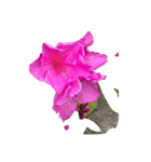 あざやかなピンクの花とつぼみ（個別スタンプ：1）