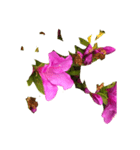 あざやかなピンクの花とつぼみ（個別スタンプ：2）