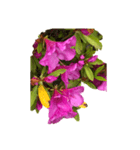 あざやかなピンクの花とつぼみ（個別スタンプ：3）