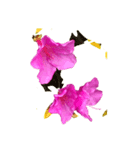 あざやかなピンクの花とつぼみ（個別スタンプ：4）