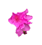 あざやかなピンクの花とつぼみ（個別スタンプ：5）