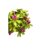 あざやかなピンクの花とつぼみ（個別スタンプ：8）