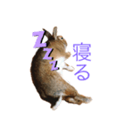 うさぎのリリー（個別スタンプ：1）
