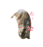 うさぎのリリー（個別スタンプ：3）