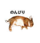 うさぎのリリー（個別スタンプ：6）
