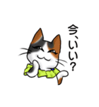 ねこねこメモリアルvol.1（個別スタンプ：12）