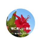 沖縄に咲く花の花言葉（個別スタンプ：1）