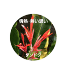 沖縄に咲く花の花言葉（個別スタンプ：2）