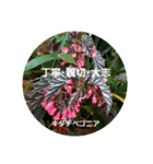 沖縄に咲く花の花言葉（個別スタンプ：3）