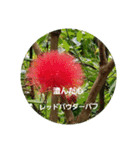 沖縄に咲く花の花言葉（個別スタンプ：4）