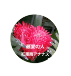 沖縄に咲く花の花言葉（個別スタンプ：6）