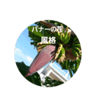 沖縄に咲く花の花言葉（個別スタンプ：7）