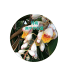 沖縄に咲く花の花言葉（個別スタンプ：8）