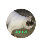 ポコ 1（個別スタンプ：1）
