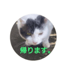 ポコ 1（個別スタンプ：2）