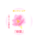 2月、誕生日の花 花言葉つき（個別スタンプ：22）