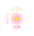 2月、誕生日の花 花言葉つき（個別スタンプ：26）