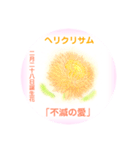 2月、誕生日の花 花言葉つき（個別スタンプ：28）