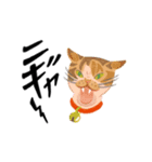 猫さんと猫ちゃんの言い訳（個別スタンプ：8）
