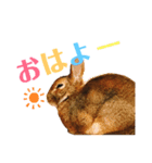 うさぎのリリー2（個別スタンプ：2）