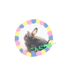 うさぎのリリー2（個別スタンプ：4）