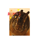 うさぎのリリー2（個別スタンプ：6）