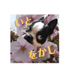 食いしん坊てんちゃんvol.1（個別スタンプ：4）