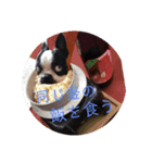 食いしん坊てんちゃんvol.1（個別スタンプ：7）