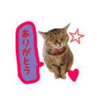 ちいちゃんくまちゃんず（個別スタンプ：1）