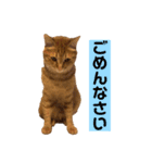 ハナandレオ 1（個別スタンプ：5）