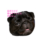 ペグちまん（個別スタンプ：1）