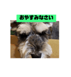 箱入りあず3（個別スタンプ：2）