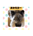 箱入りあず3（個別スタンプ：4）