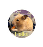 Animals ！！（個別スタンプ：1）