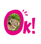 Animals ！！（個別スタンプ：2）