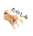チャオのスタンプbyタップママ（個別スタンプ：3）