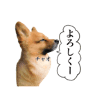 チャオのスタンプbyタップママ（個別スタンプ：5）