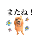 チャオのスタンプbyタップママ（個別スタンプ：8）