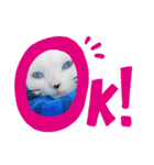 美人猫 ここにゃん（個別スタンプ：3）