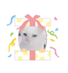 美人猫 ここにゃん（個別スタンプ：5）
