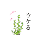 コケ（個別スタンプ：1）