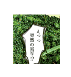 コケ（個別スタンプ：19）