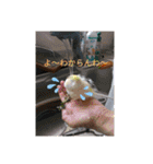 ケンカエルちゃう〜（個別スタンプ：17）