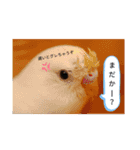ケンカエルちゃう〜（個別スタンプ：21）