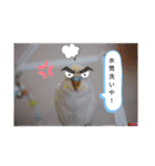 ケンカエルちゃう〜（個別スタンプ：23）