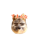 ハンサムなクアッカワラビー（個別スタンプ：3）