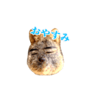ハンサムなクアッカワラビー（個別スタンプ：6）