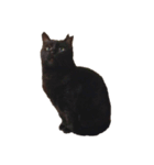 ゆめかわ猫のかあたん4（個別スタンプ：5）