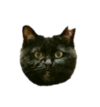 ゆめかわ猫のかあたん4（個別スタンプ：6）