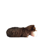 ゆめかわ猫のかあたん4（個別スタンプ：7）